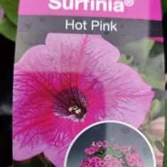 Petunia 