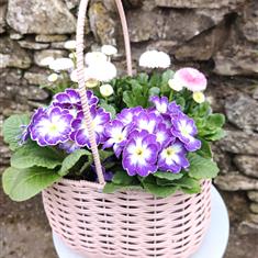 Mother's day planted basket 